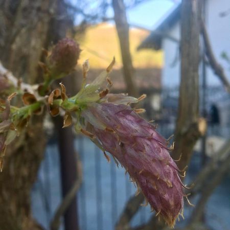 Marcarini Agriturismo Neviglie Zewnętrze zdjęcie