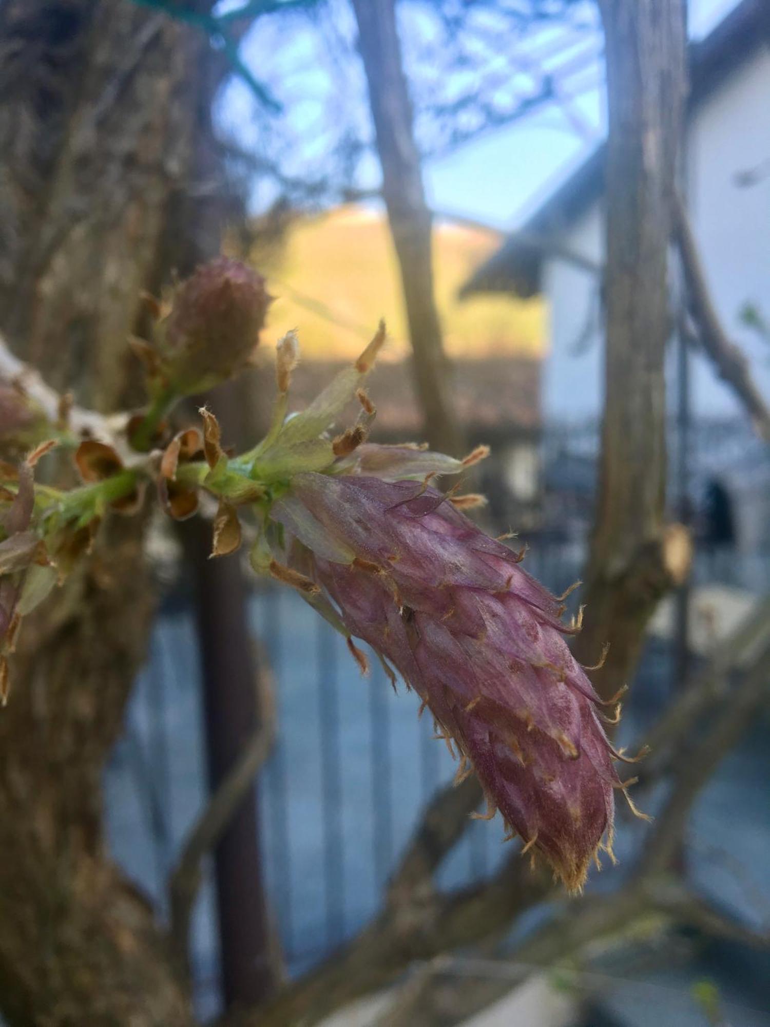Marcarini Agriturismo Neviglie Zewnętrze zdjęcie